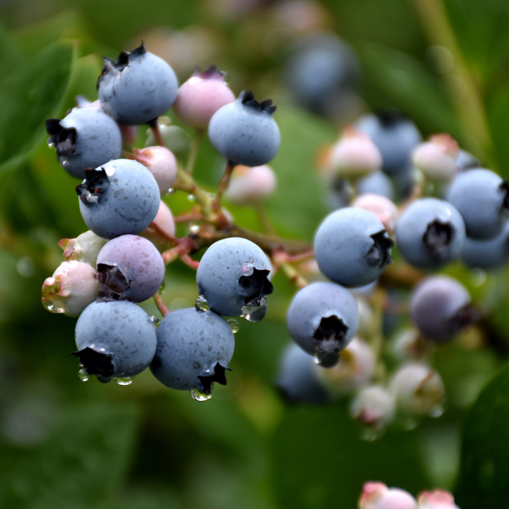 Blueberry – Highbush Bluecrop – #2 Container